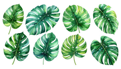 Watercolor leaves Monstera foliage, green & tropical on black