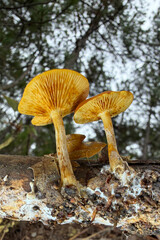 mushroom in the forest