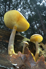 mushrooms in the forest