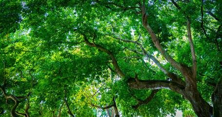Looking up view of tree trunk to green leaves of tree in forest with sun light. Fresh environment in green woods
