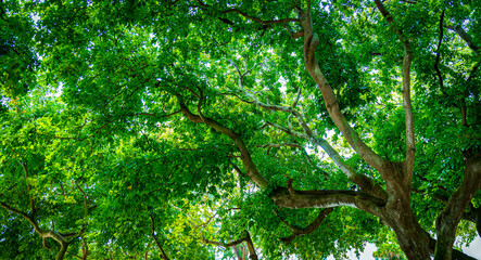 Looking up view of tree trunk to green leaves of tree in forest with sun light. Fresh environment in green woods