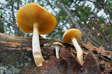mushrooms in the forest