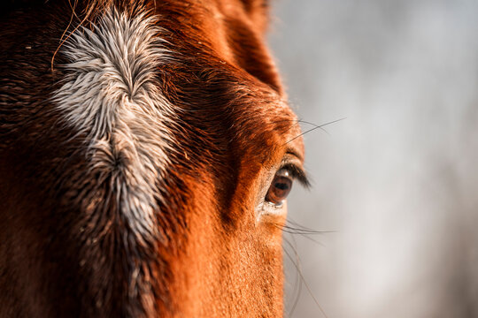Chestnut horse with a white blaze standing outdoors in a snowy winter forest landscape, wearing a dark blanket, with soft morning light and bare trees in the background