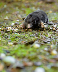 European mole / Europäischer Maulwurf (Talpa europaea)