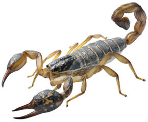 A detailed close up shot of a scorpion with its claws and tail visible against a black background