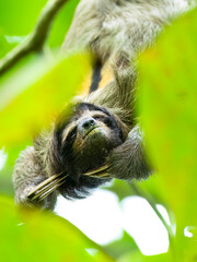Brown-throated sloth / Perico perezoso / Braunkehl-Faultier (Bradypus variegatus)