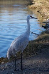 A tall grey wading bird standing on the edge of a lake with calm blue water in the background. The bird is captured in natural light, showing its elegant shape and feathers in a peaceful wetland envir