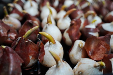 Different plant seedlings at the fair. Sale.