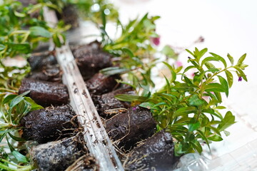 Different plant seedlings at the fair. Sale.
