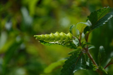 A close-up shot of Elsholtzia ciliata,showcasing its delicate purple flowers and vibrant green leaves.