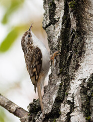 Eurasian treecreeper, Certhia familiaris. A bird searches for prey, insects in the bark of a tree
