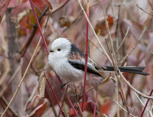 Long-tailed tit, Aegithalos caudatus. A bird sits on a branch of a bush