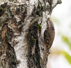 Eurasian treecreeper, Certhia familiaris. A bird searches for prey, insects in the bark of a tree