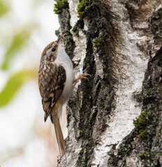 Eurasian treecreeper, Certhia familiaris. A bird searches for prey, insects in the bark of a tree