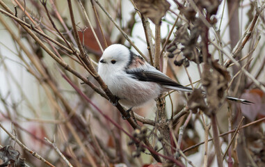 Long-tailed tit, Aegithalos caudatus. A bird sits on a branch of a bush