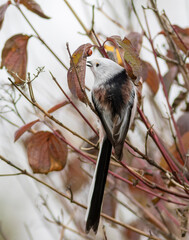 Long-tailed tit, Aegithalos caudatus. Autumn, a bird eats insects found under the leaves of a bush