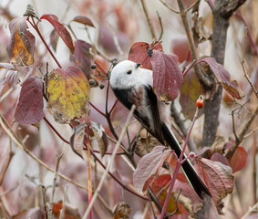 Long-tailed tit, Aegithalos caudatus. The bird searches for small insects on the leaves of the bush