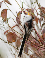 Long-tailed tit, Aegithalos caudatus. Autumn, a bird eats insects found under the leaves of a bush