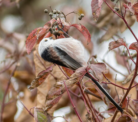 Long-tailed tit, Aegithalos caudatus. Autumn, a bird eats insects found under the leaves of a bush
