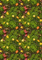 Vibrant autumn leaves and acorns scattered across lush green forest moss, capturing the essence of nature's gentle transition.