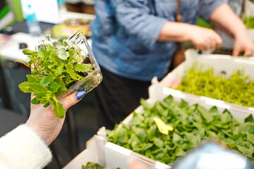 Different plant seedlings at the fair. Sale.