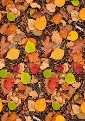 Vibrant autumn leaves in warm earthy tones create a stunning natural pattern perfect for seasonal designs and cozy backgrounds