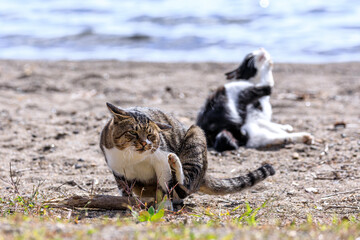 北海道洞爺湖町、湖畔でくつろぐ2匹の野良猫【9月】