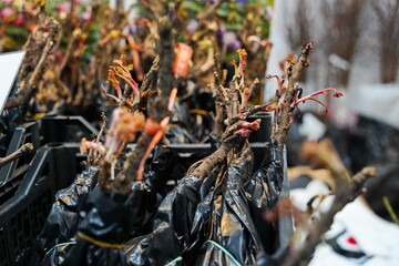 Different plant seedlings at the fair. Sale.