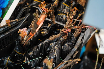 Different plant seedlings at the fair. Sale.