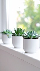 Fototapeta premium Echeveria Cactus in Ceramic Pot by Window