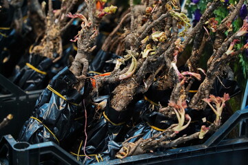 Different plant seedlings at the fair. Sale.