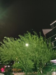 Tree at night
