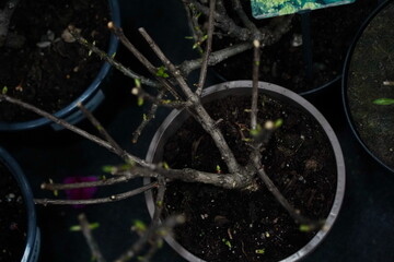 Different plant seedlings at the fair. Sale.