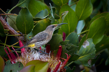 A Cape sugarbird (Promerops cafer) feeding on a King protea (Protea cynaroides). Note the pollen on its forehead. Kirstenbosch National Botanical Garden, Cape Town. Western Cape. South Africa.