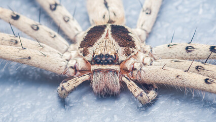 Huntsman spider close-up showing intricate head and legs