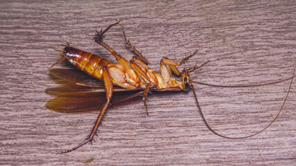 Close-up of a dead cockroach lying on its back on a wooden surface