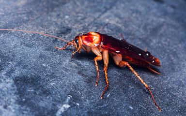 Close-up of a cockroach on a dark surface, showcasing insect details