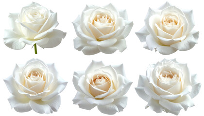Six delicate white roses displayed against a black backdrop