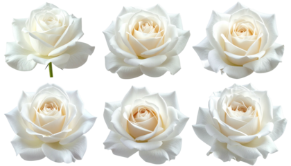 Six delicate white roses displayed against a black backdrop