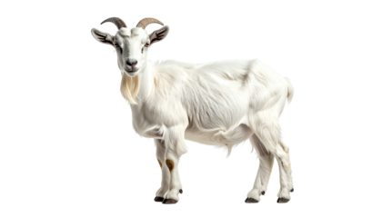 Full white goat standing, facing forward