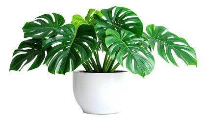 Swiss cheese plant, verdant leaves, in clean, white pot