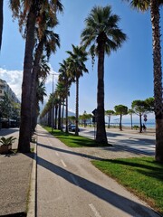 Obraz premium Palm trees on the Albanian coast 🌴 