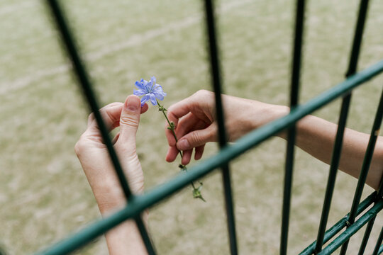 Hand holding flower near fence symbolizing freedom and spring moment