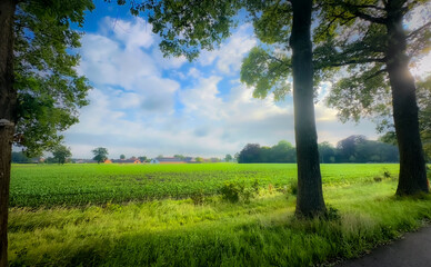 A stunning view of lush green fields under a bright blue sky, beautifully framed by tall, majestic trees