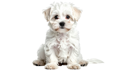 Small, fluffy, white puppy sitting and staring at the viewer