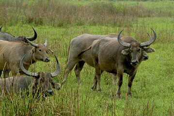 Herd of Wild Water Buffalo in Wetland Habitat, Kaziranga National Park, Assam, India