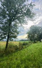 A tranquil scene featuring vibrant green grass, trees, and a cloudy sky, perfect for nature enthusiasts.