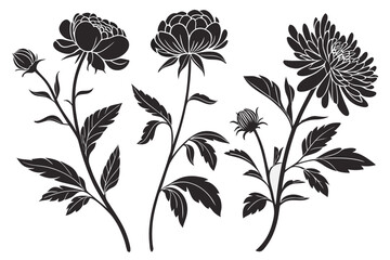 Peony and chrysanthemum silhouette vector illustration isolated on white background