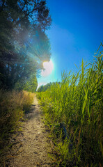 A tranquil trail surrounded by vibrant greenery, illuminated by warm sunlight, perfect for nature lovers.