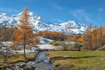 Fototapeta premium beautiful autumnal scenic landscape in alpine valley crossing by a river with golden larch trees in forest and snowy mountain range background in tarentaise, savoie france